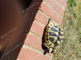 Female hermanns tortoise for sale.&pound;250 pounds