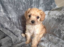 Stunning f1b cavapoo