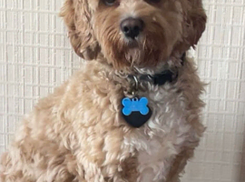 Male Cavapoo