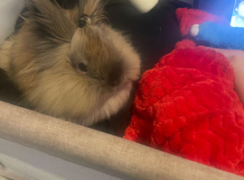 18 month old dwarf Lionhead rabbit