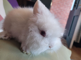 Baby lionheads for sale