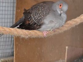 diamond doves pair