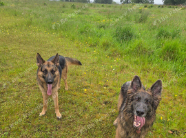 2 german shepherds
