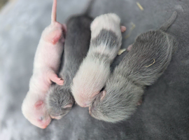 Beautiful ferret kits