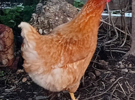 Laying hens