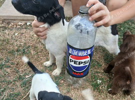Minature jack russell puppies
