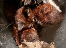 Kittens availble
