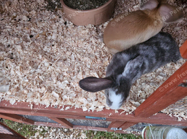 Mini lop x dutch