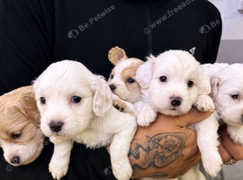 Cockapoo puppies for sale