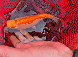 Koi and shabumpkin