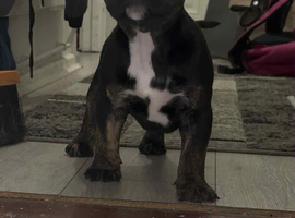 Black Brindle Brutus