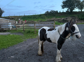 12 hh cob mare