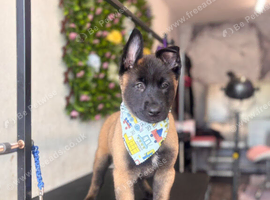 belgian malinois