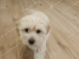 Cockapoo puppy girl