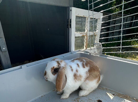5 month old female rabbit for sale