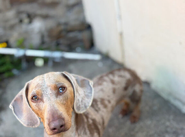 Dapple dachshund stud