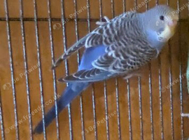 Baby budgies