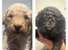 Mini Poodle Puppies - Ready November - Last 2 Boys