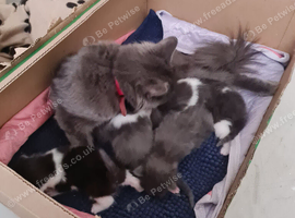 RAGDOLL CROSS BRITISH SHORTHAIR