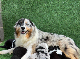 Australian Shepherd Puppies