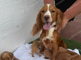 Cocker spaniel puppies