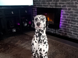Brewster Pure Bred