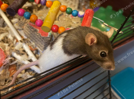 3 dwarf rats