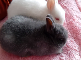 2 baby sisters