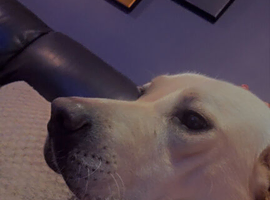 Labrador female aged 2 years