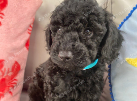 Cockapoo puppies