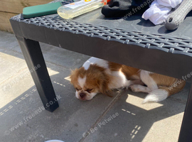 Japanese Chin Cross with a Shituz Male 13 Months Old
