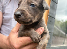Lurcher puppies