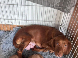 Beautiful Cockapoo Puppies - Loving & Playful Description: