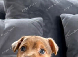 Gorgeous Chocolate Merle Jack Russell Puppy Looking for His Forever Home!