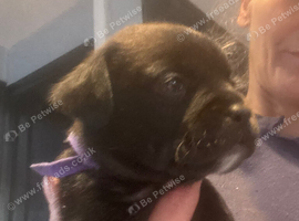 Lab mum frug dad ( French's x pug )