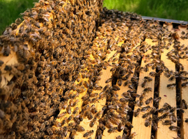 6 Frame Overwintered Langstroth Nuc of Bees 2027 Spring