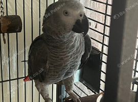 Male African grey with cage and full paperwork