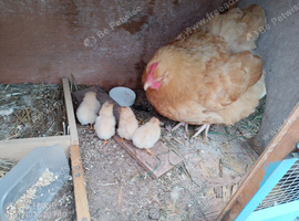 Orpington rooster FREE