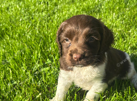 Kc springer spaniel puppies