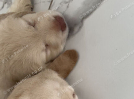 1 xboy 1 x girl adoreable labradoor puppies