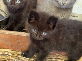 Beautiful kittens available