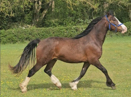 Welsh Gelding