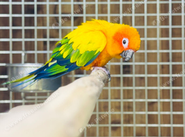 Sun conure parakeet