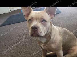 Pocket bully/frenchie cross nearly 2