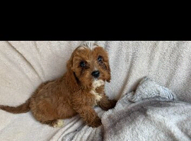 Beautiful red cavapoos