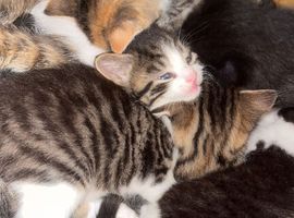 Kittens due 5th July.