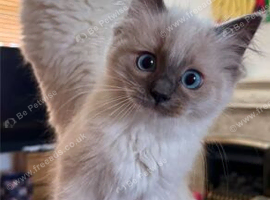 Gorgeous Pedigree Ragdoll Kittens
