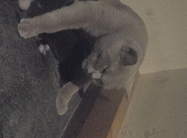 British blue cross ragdoll kittens