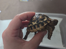 Leopard Tortoises