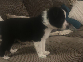 Border collie puppy